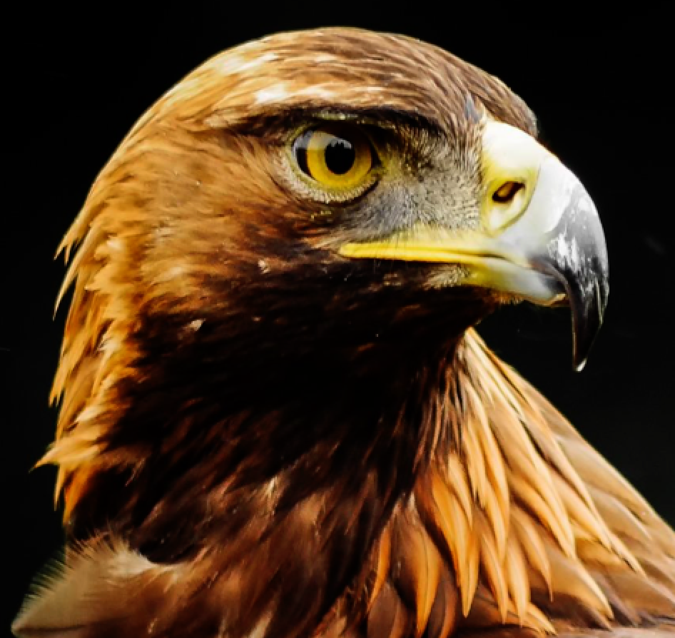 Golden Eagle Conservation Program - ENDESU