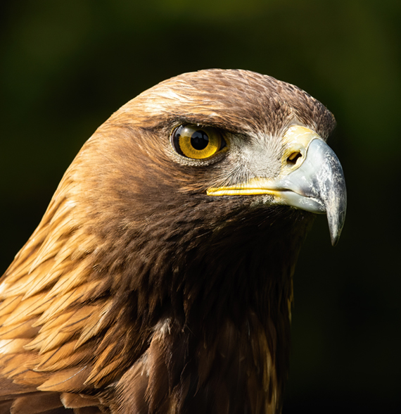 Majestic golden eagle, aquila chrysaetos, looking in nature in close-up. Magnificent bird of pray staring in wilderness. Wild feathered predator head in detail.